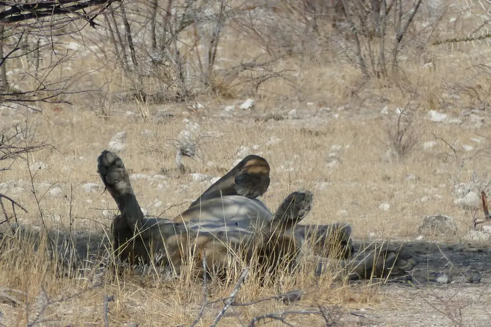 Namibia2018_1740.JPG