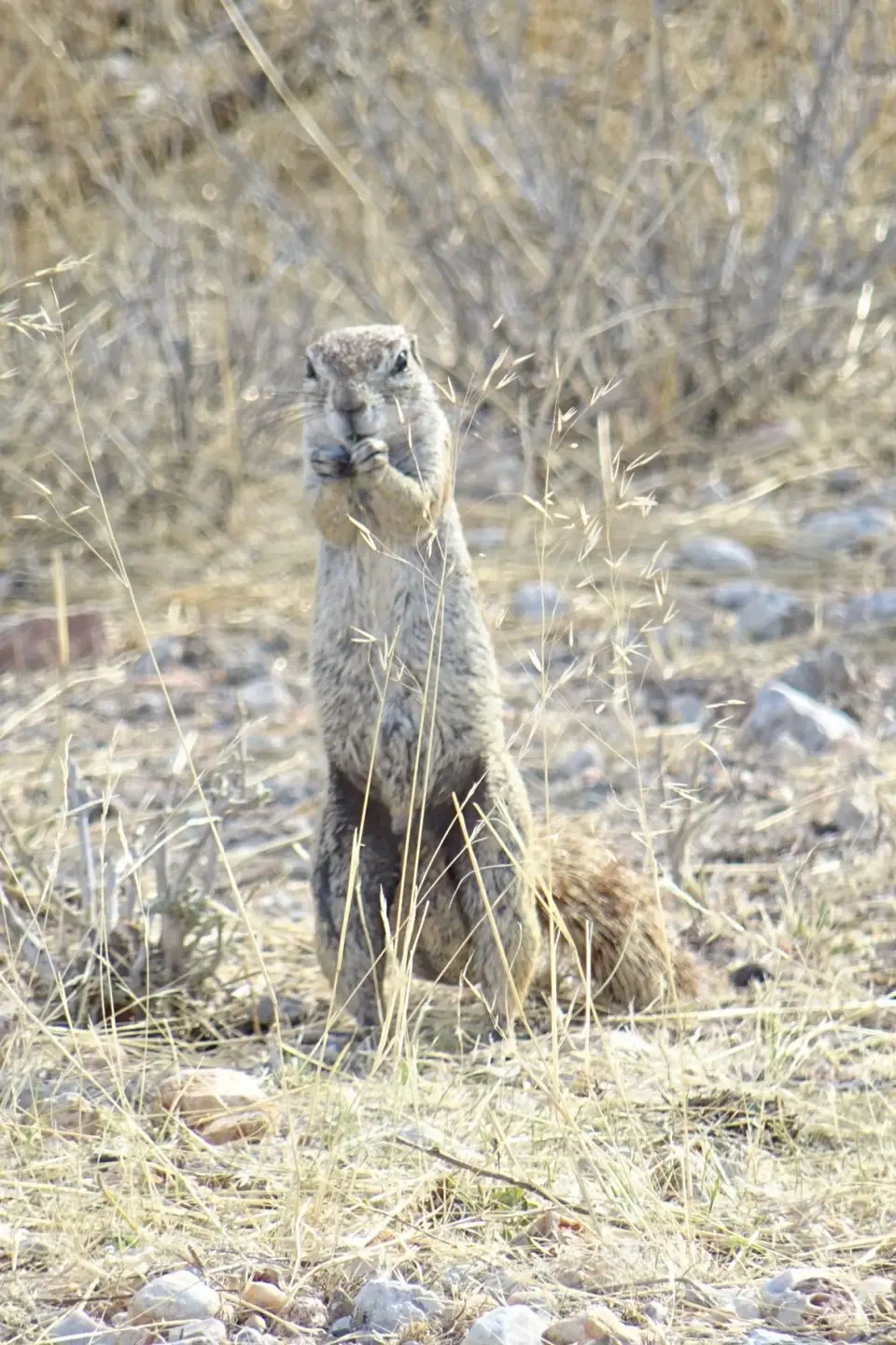 Namibia2018_1744.JPG