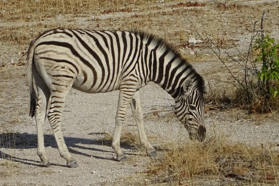 Namibia2018_1745.JPG