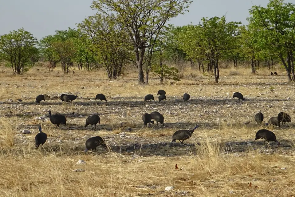 Namibia2018_1750.JPG