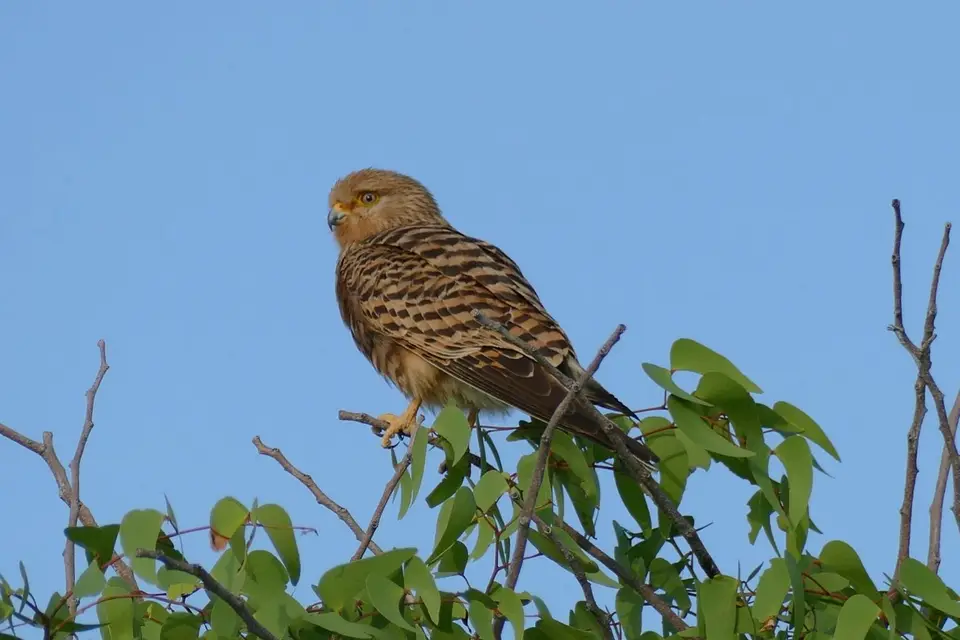 Namibia2018_1779.JPG