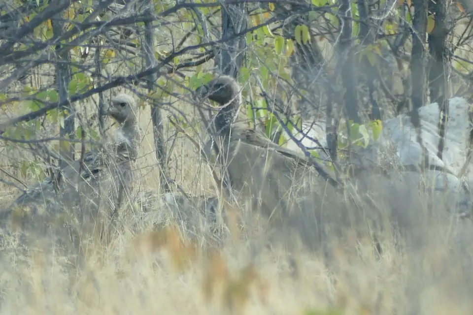 Namibia2018_1783.JPG