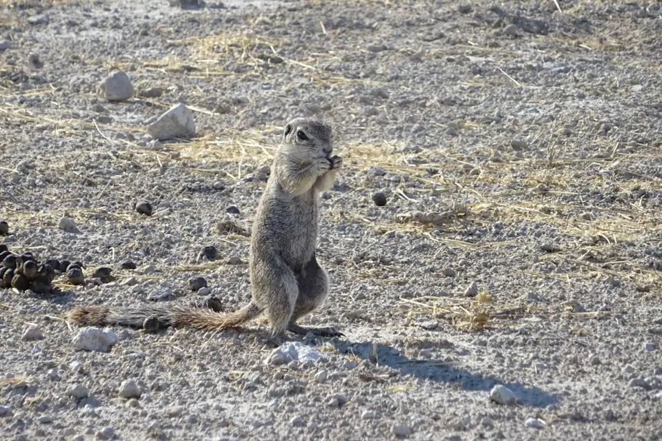 Namibia2018_1786.JPG