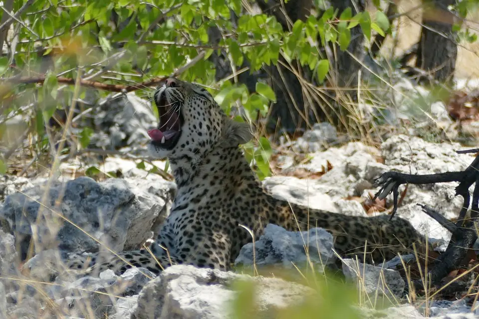 Namibia2018_1819.JPG