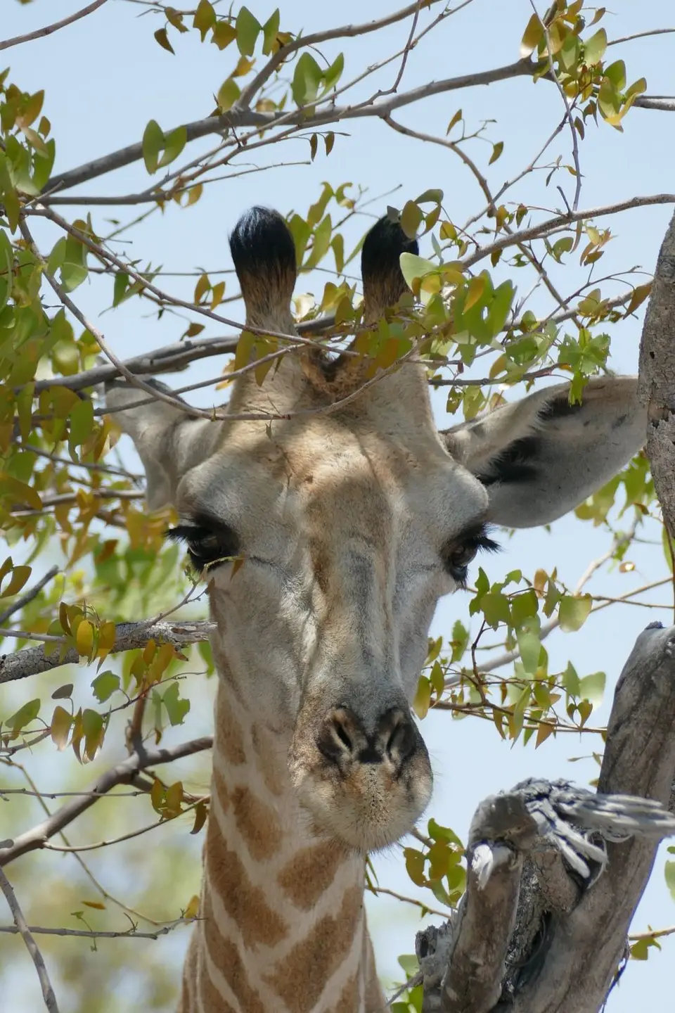 Namibia2018_1826.JPG
