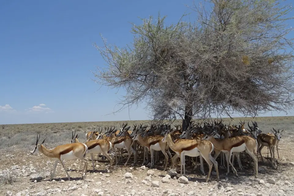 Namibia2018_1829.JPG