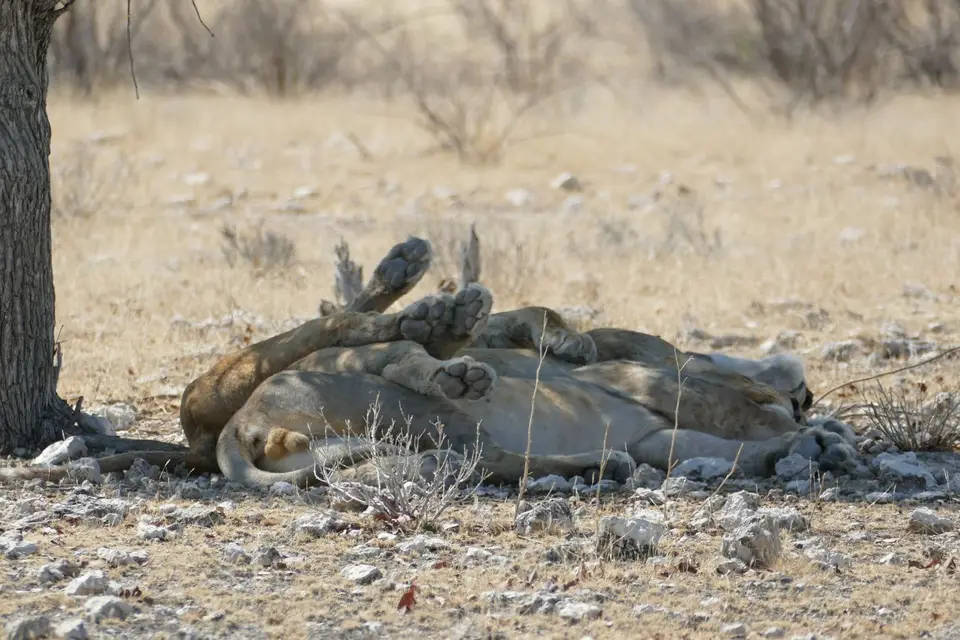 Namibia2018_1841.JPG