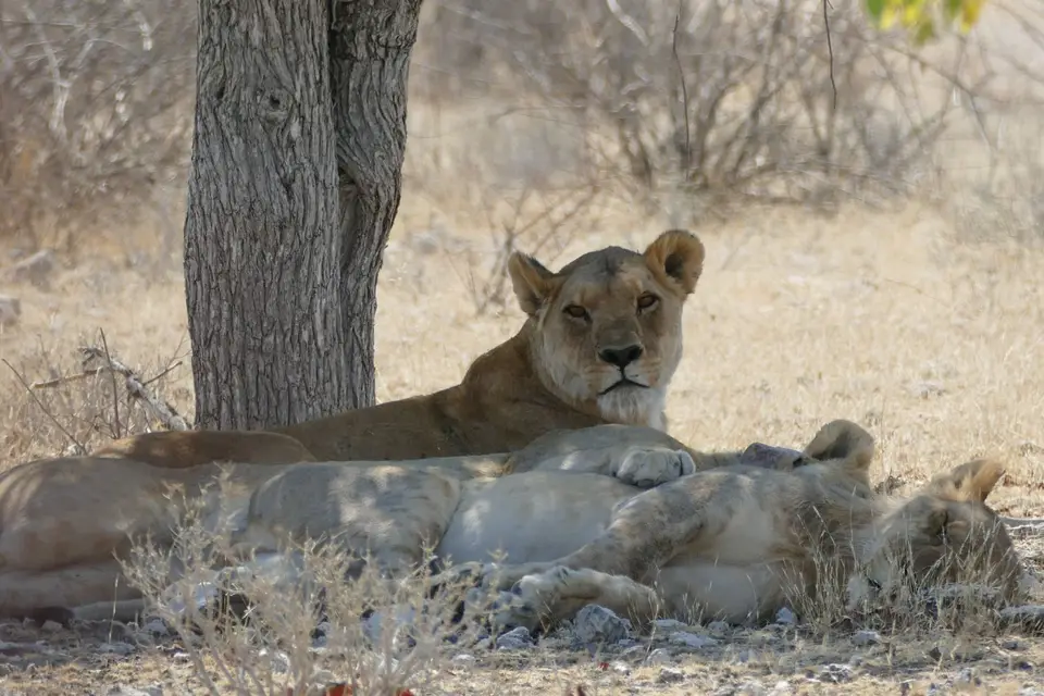 Namibia2018_1849.JPG
