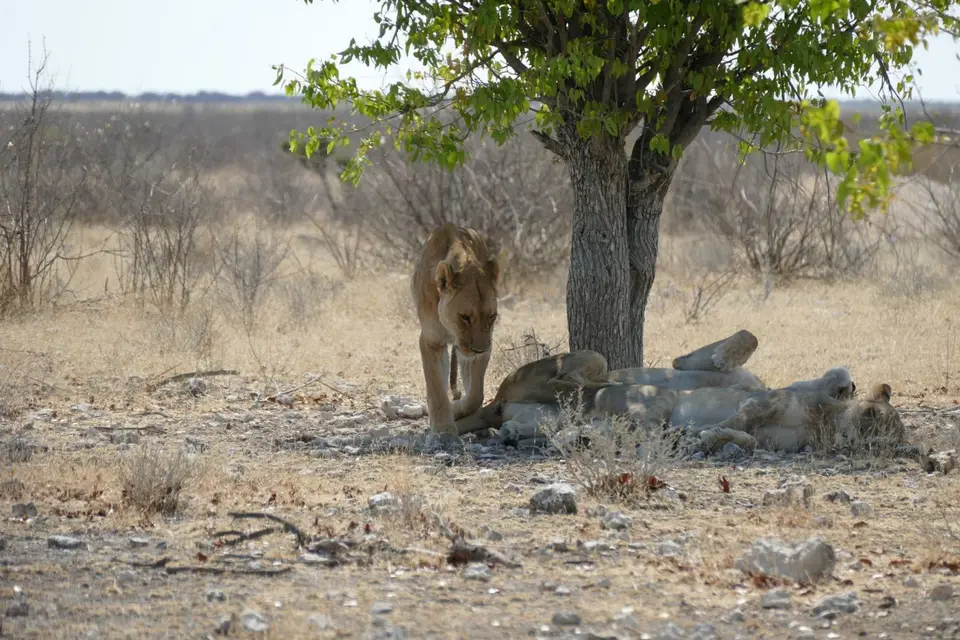 Namibia2018_1855.JPG
