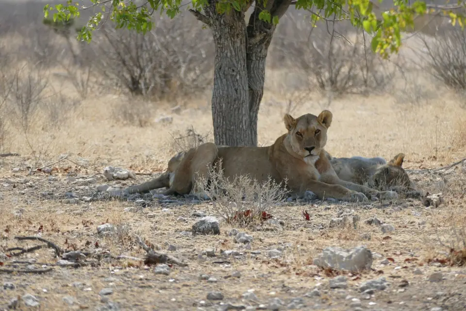 Namibia2018_1859.JPG