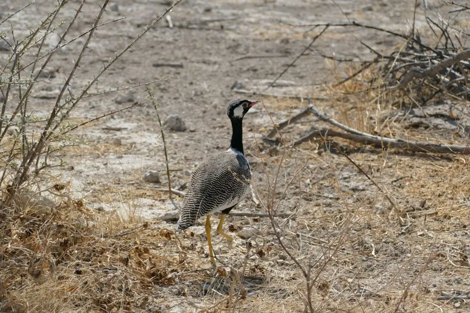 Namibia2018_1861.JPG