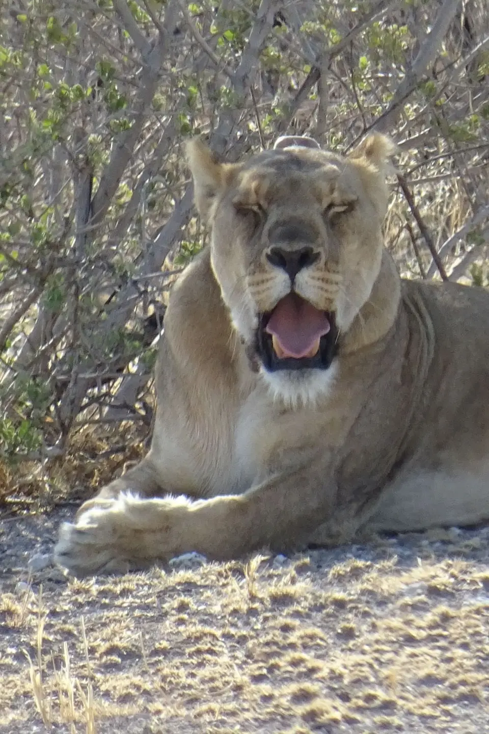 Namibia2018_1868.JPG