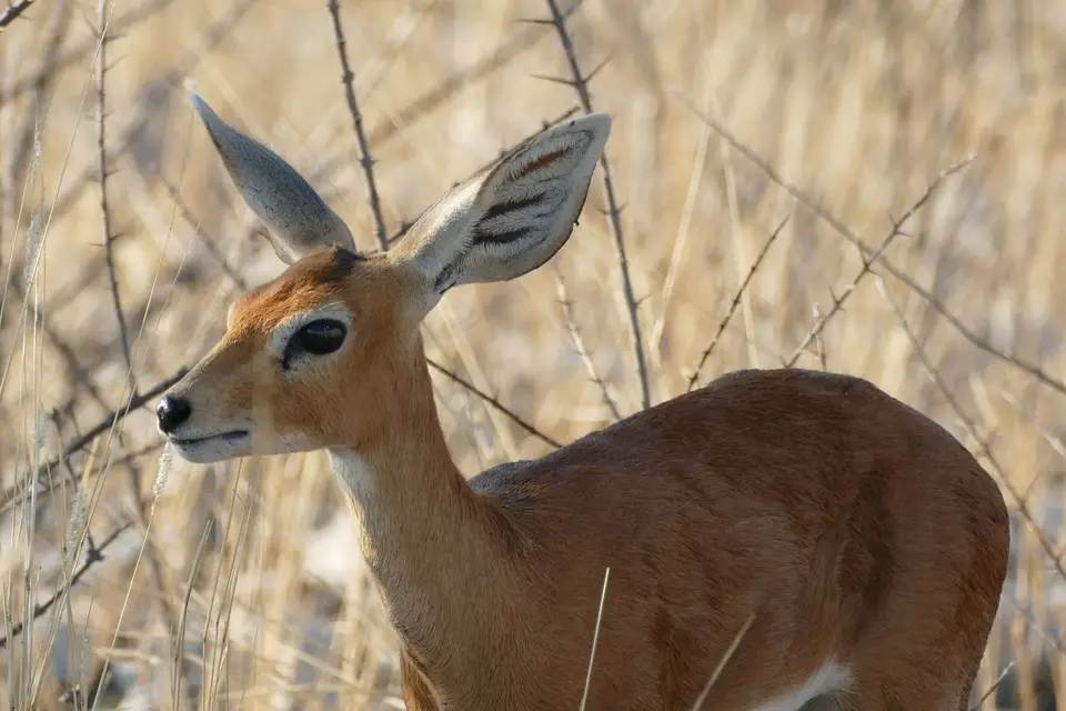 Namibia2018_1883.JPG