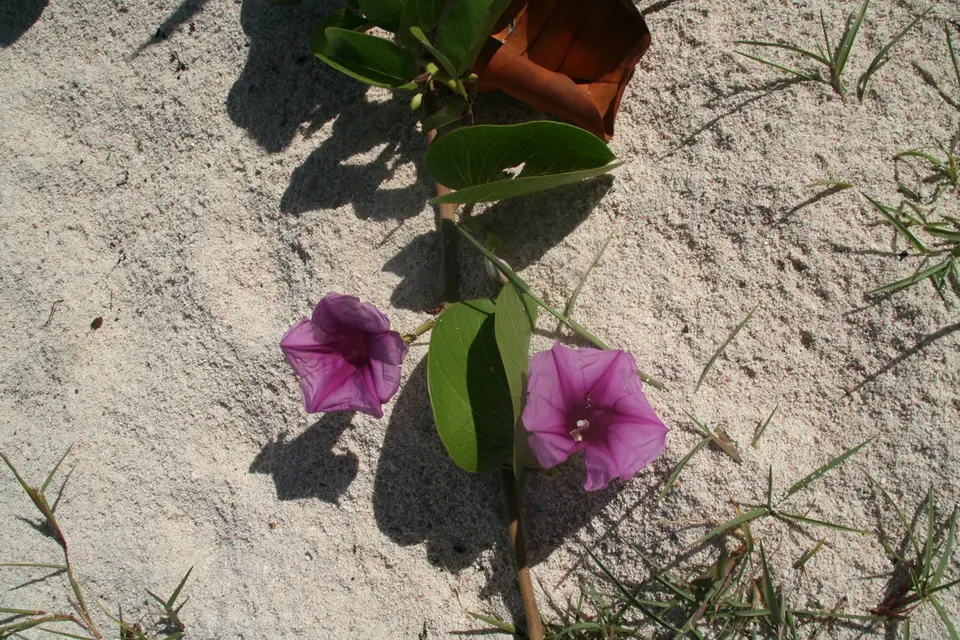 BVI100b.jpg
