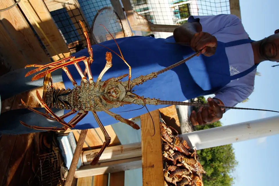 BVI103.jpg
