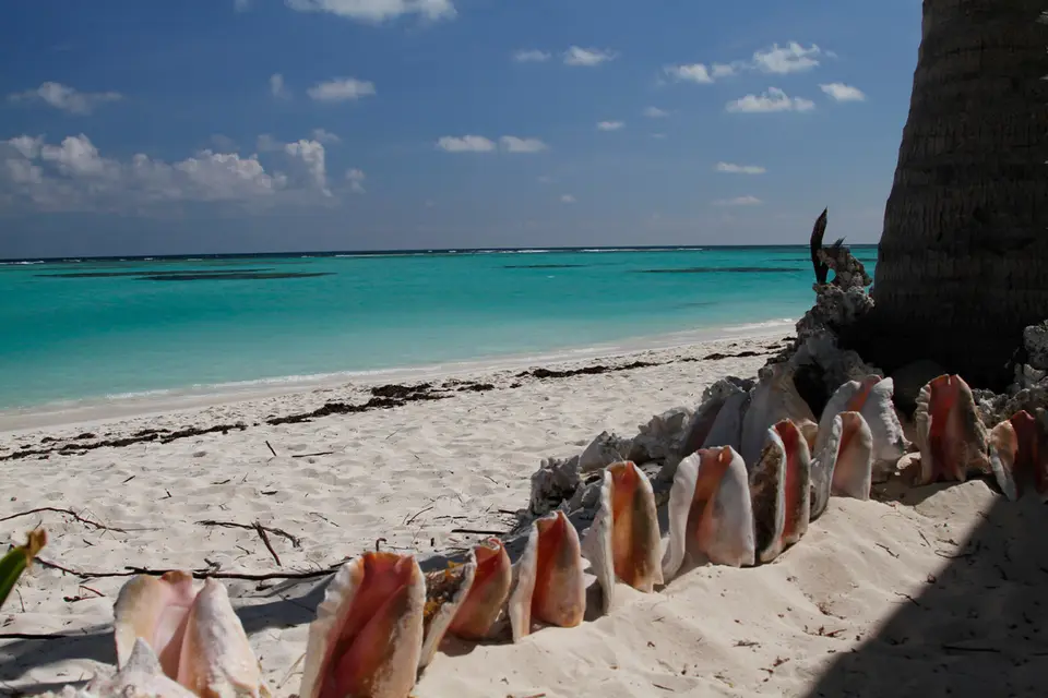 BVI112.jpg