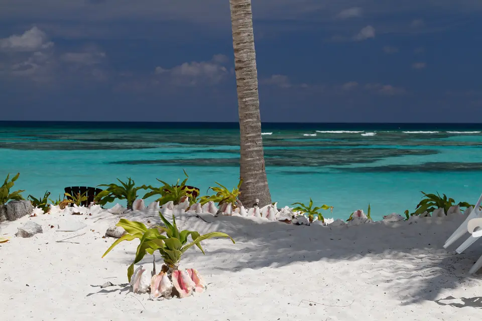 BVI115.jpg