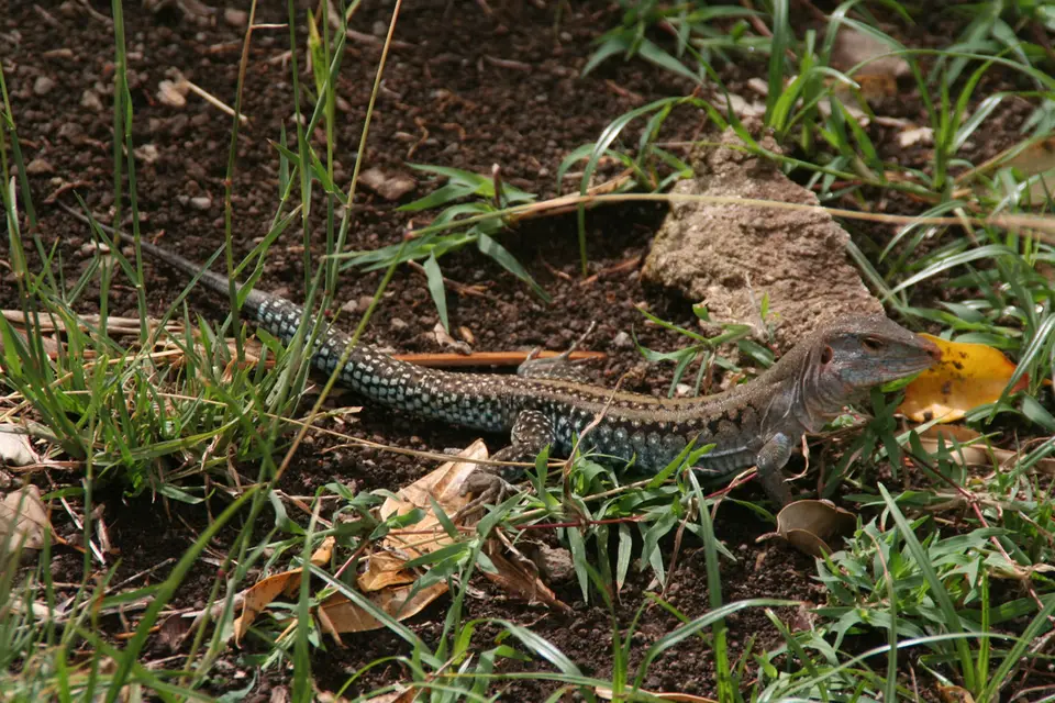 BVI137.jpg