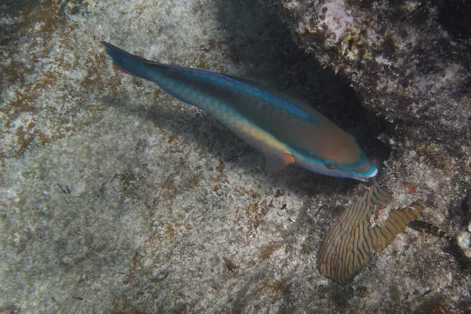 BVI139.jpg