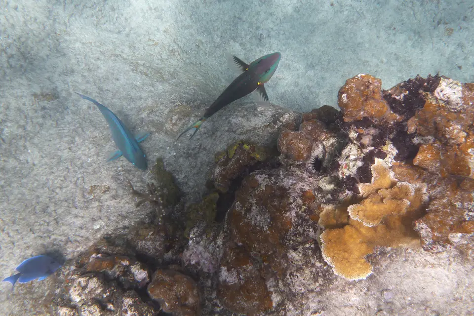 BVI140a.jpg