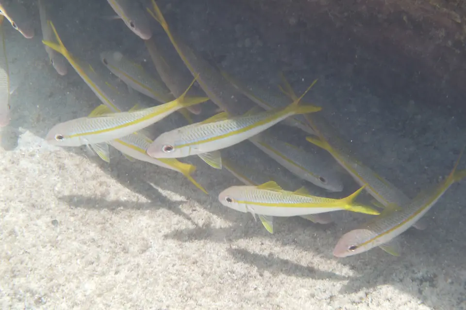 BVI140b.jpg