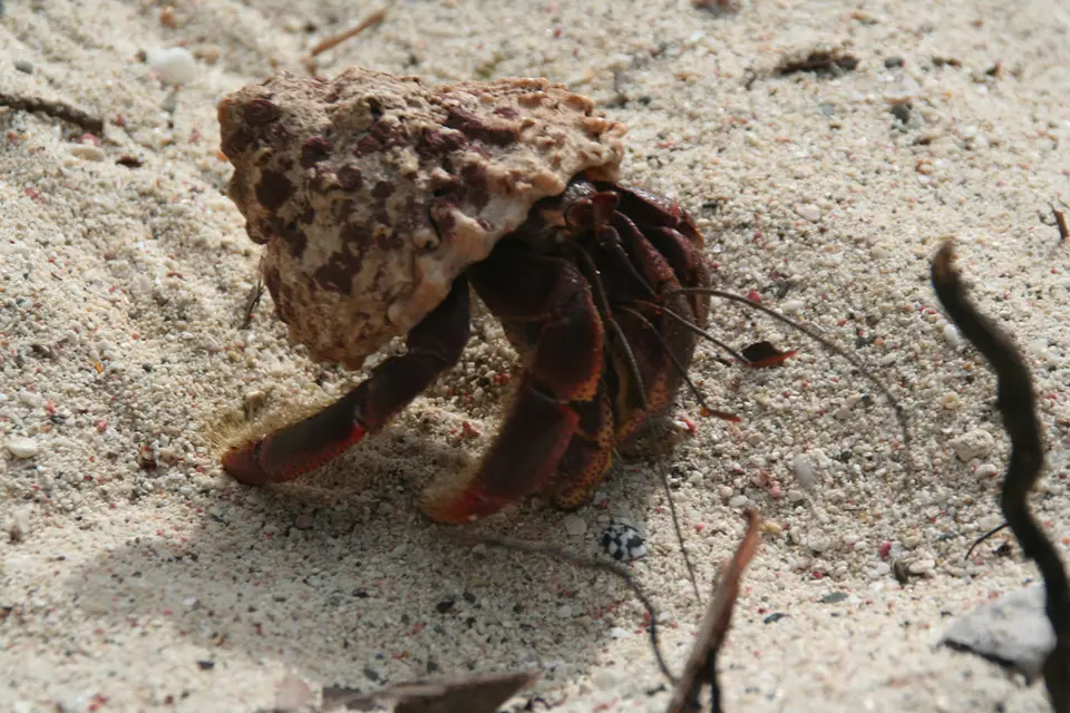 BVI146.jpg