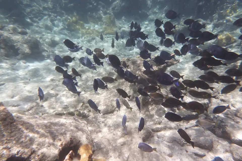 BVI148.jpg