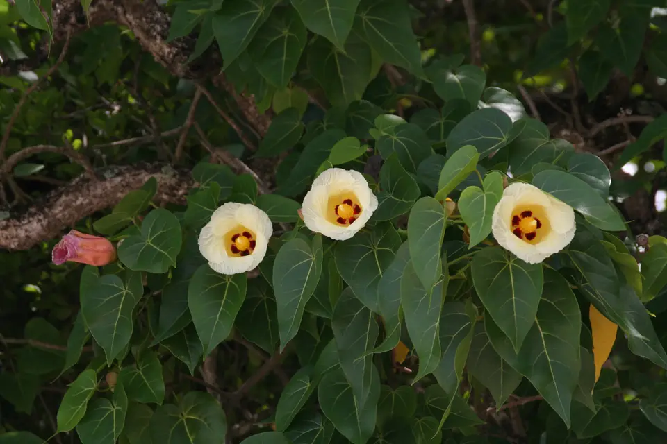BVI167.jpg