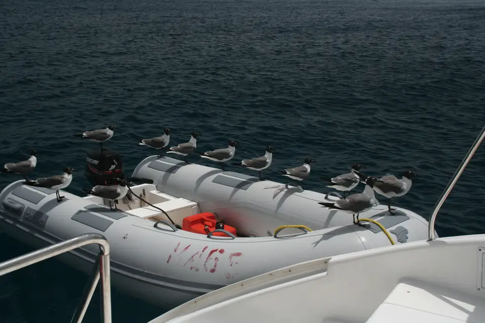 BVI307.jpg