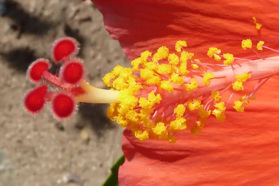 BVI55.jpg