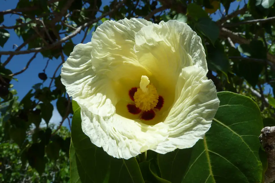 BVI61.jpg