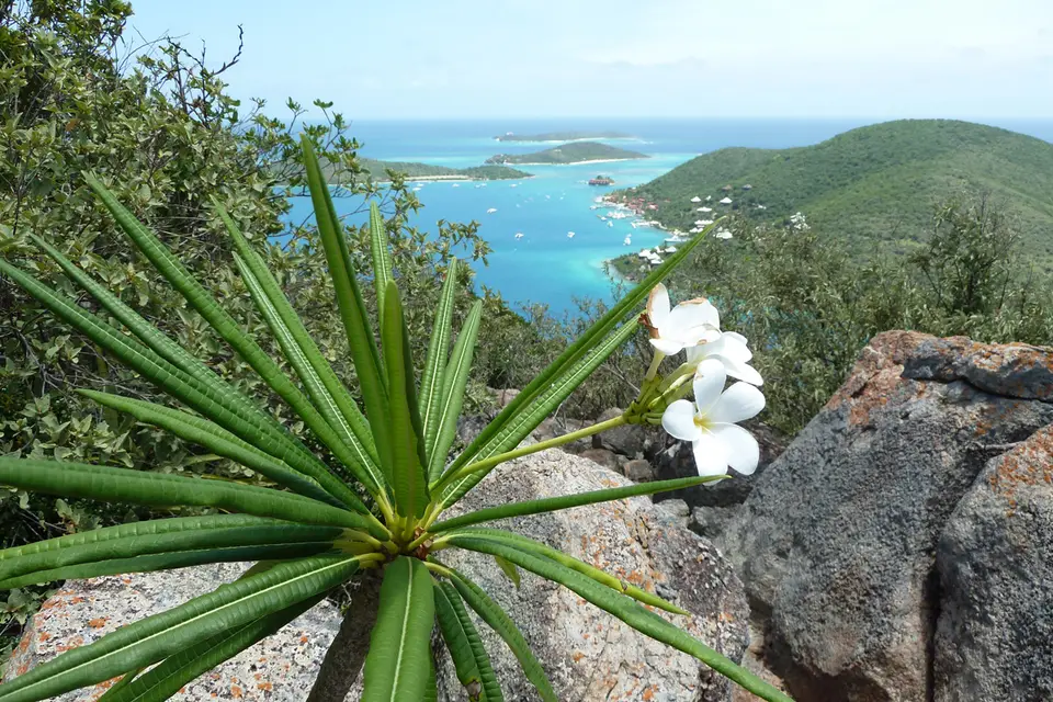 BVI71.jpg