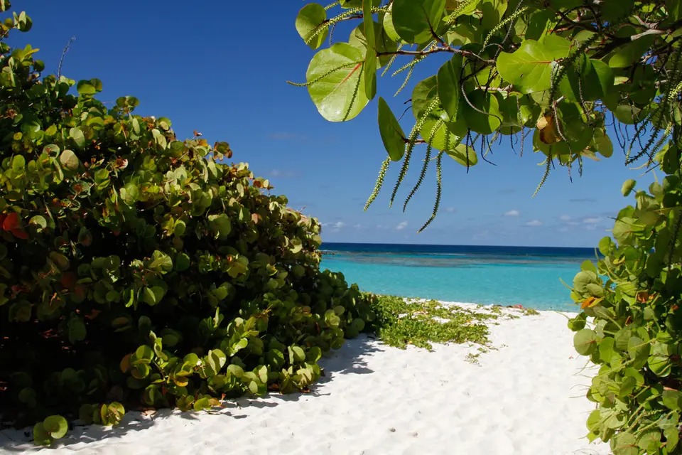 BVI97.jpg