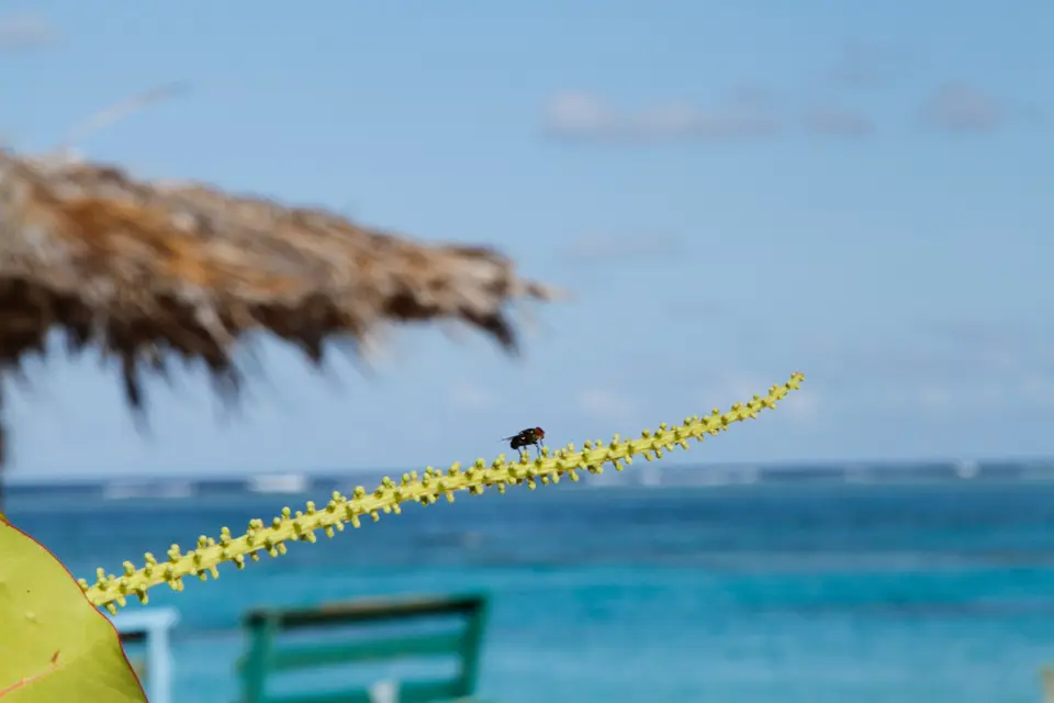 BVI98.jpg