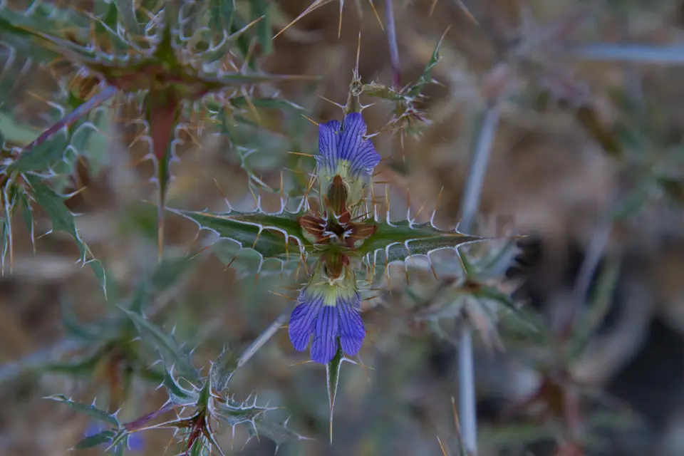 _MG_5020.jpg