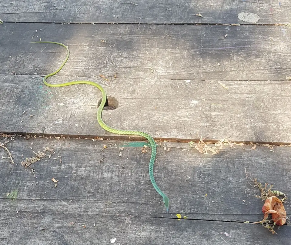 Snake.jpg