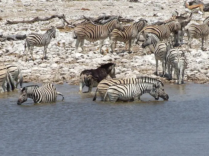 2009_09_26_etosha_zesel_009_passig_gemacht.jpg