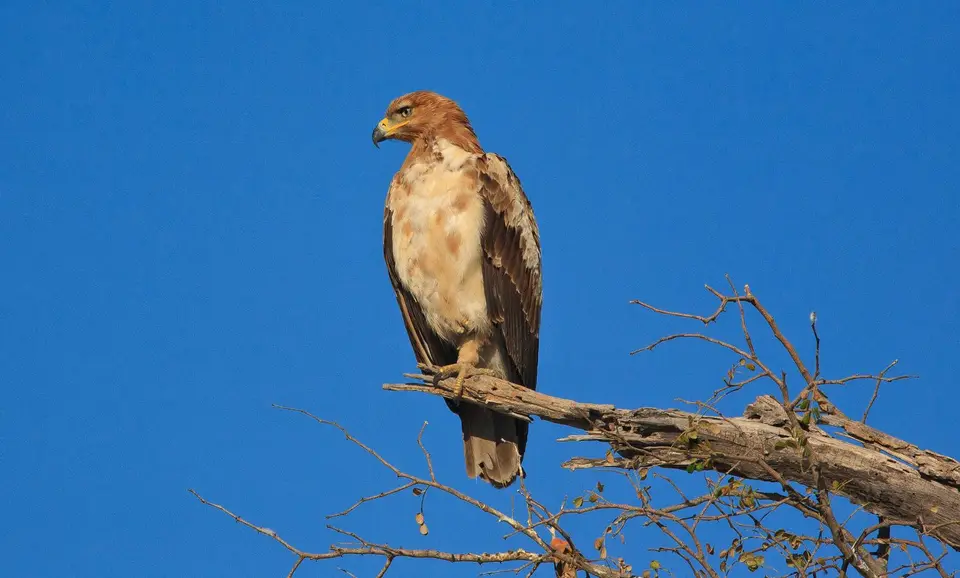 Botswana_ChobeNP_Savuti_003.jpg