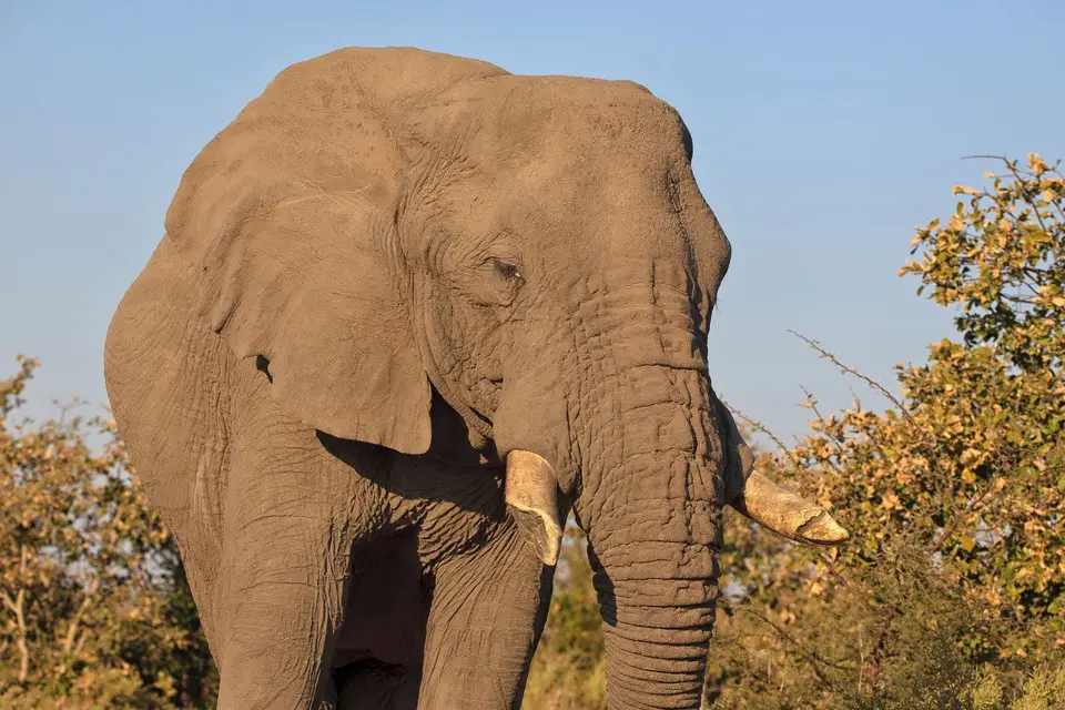 Botswana_ChobeNP_Savuti_047.jpg