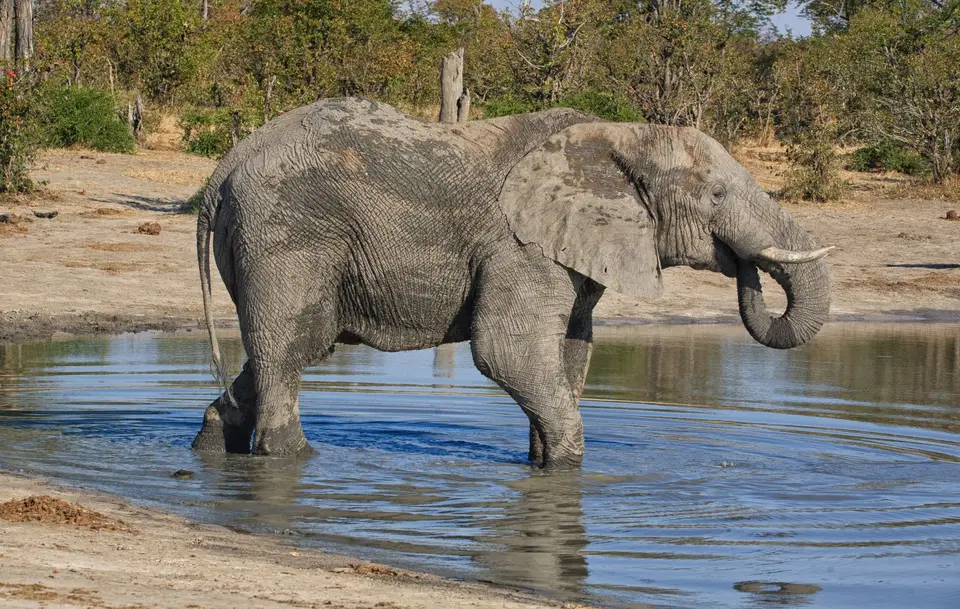 Botswana_ChobeNP_Savuti_075.jpg
