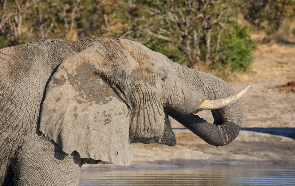 Botswana_ChobeNP_Savuti_077.jpg