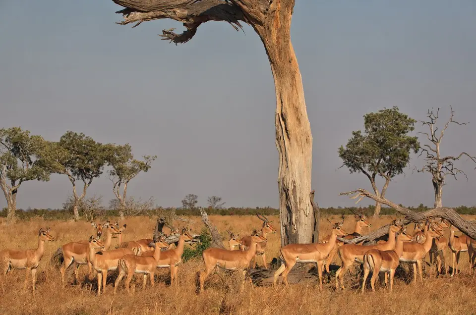 Botswana_ChobeNP_Savuti_115.jpg
