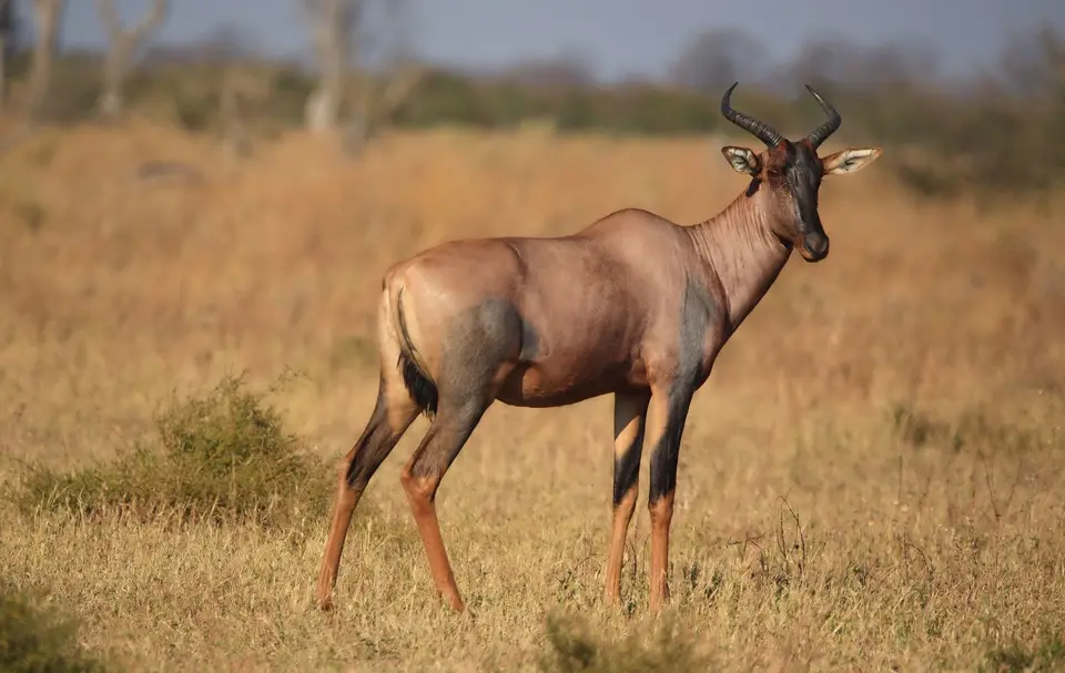 Botswana_ChobeNP_Savuti_120.jpg