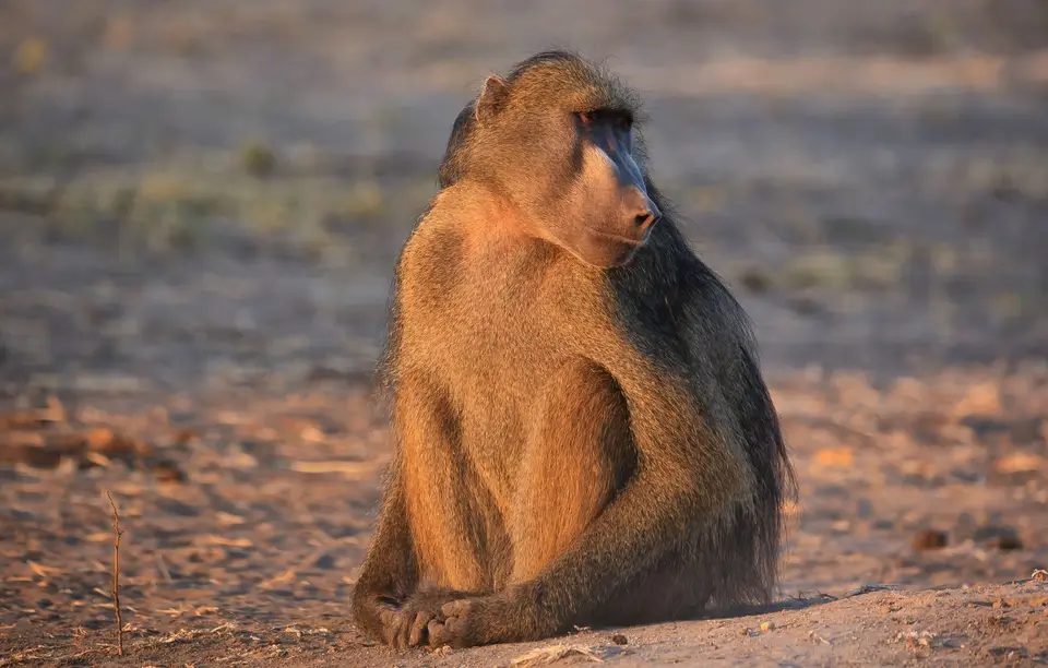 Botswana_ChobeNP_Waterfront_001.jpg