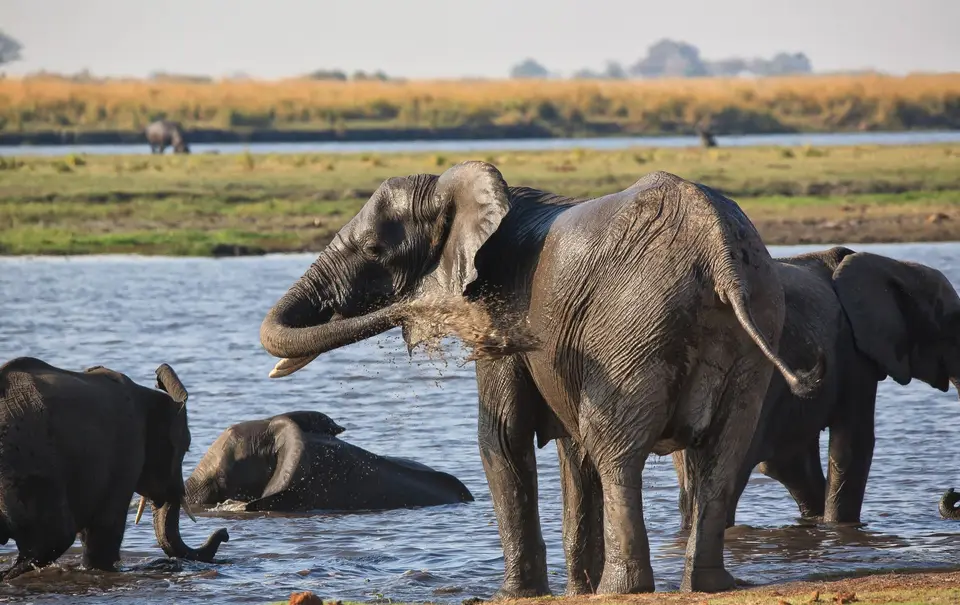 Botswana_ChobeNP_Waterfront_008.jpg
