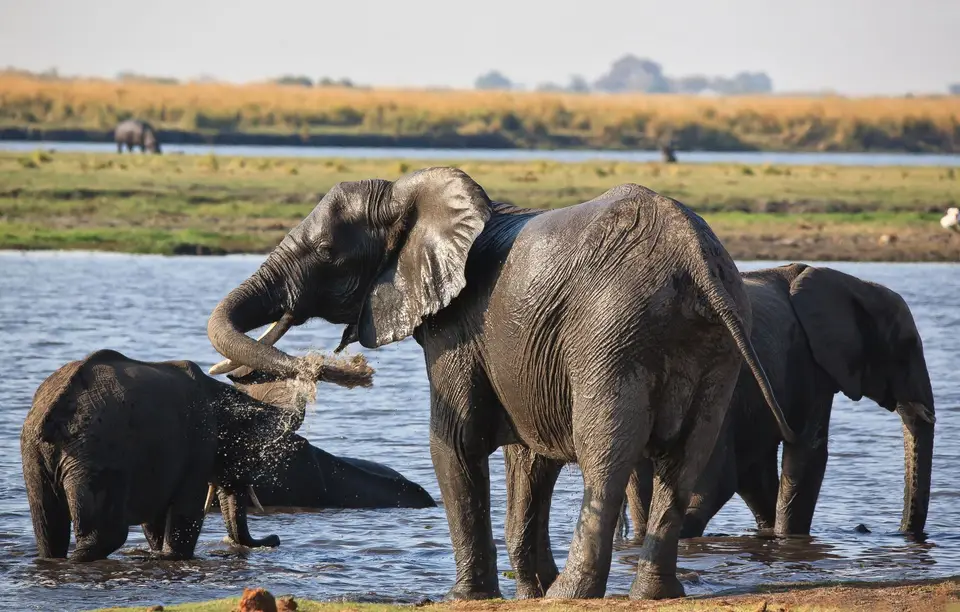 Botswana_ChobeNP_Waterfront_009.jpg