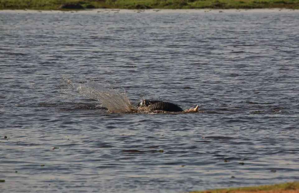 Botswana_ChobeNP_Waterfront_015.jpg