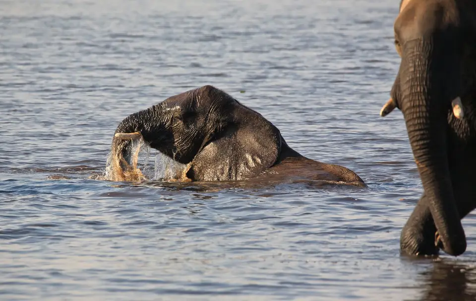 Botswana_ChobeNP_Waterfront_023.jpg