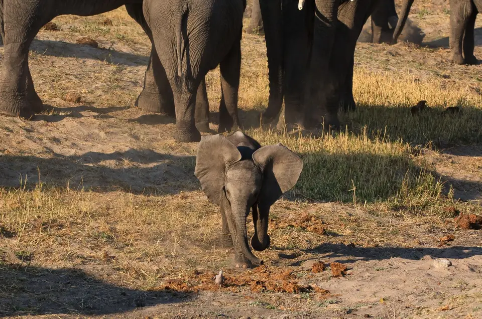 Botswana_ChobeNP_Waterfront_027.jpg