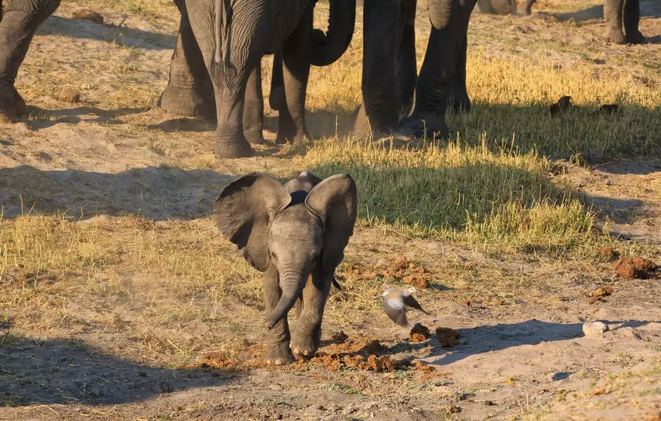 Botswana_ChobeNP_Waterfront_028.jpg